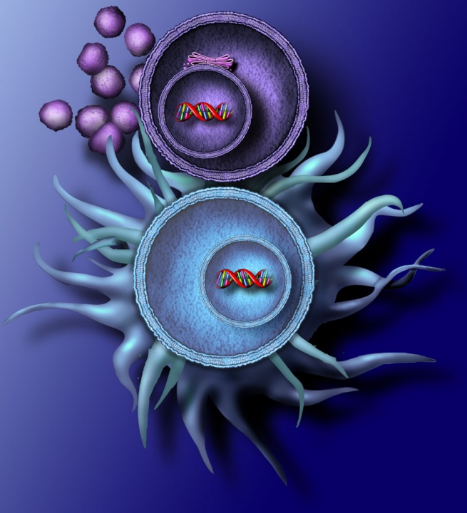 APC_Dendritic-Cell Medical Illustration. Copyrighted Material Illustrated by Laura Maaske Medical Illustrator, Medical Animator, Biomedical Communicator, & biological artist. For permission information contact the artist