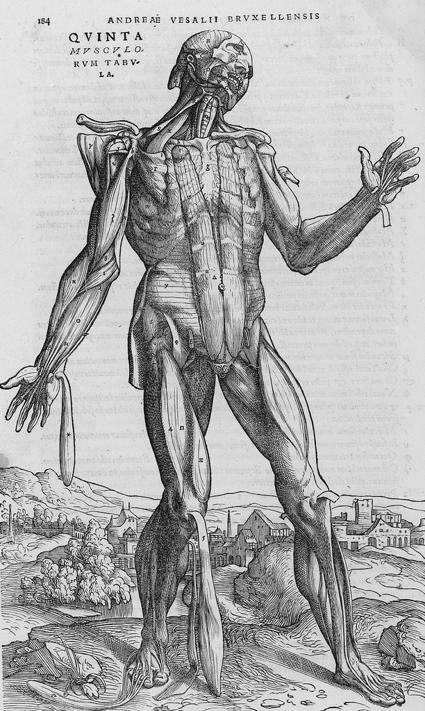 De humani corporis fabrica (24).jpg