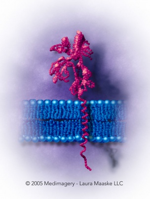 Bilipid-membrane-trans-protein Medical Illustration. Copyrighted  © 2013 Laura Maaske - Medimagery LLC. Illustrated by Laura Maaske Medical Illustrator, Medical Animator, Biomedical Communicator, & biological artist. Do not reuse without permission. www.medimagery.com