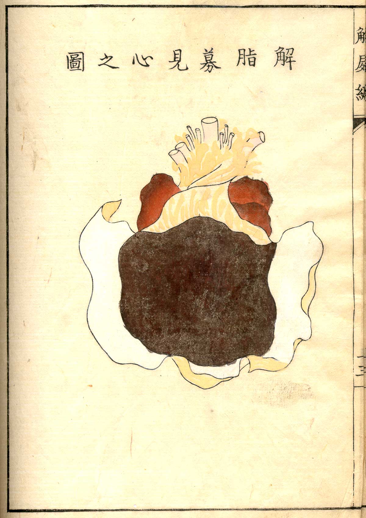 Hand colored woodcut of the heart with pericardium pulled away, with Japanese text above and below describing some of the structures, from Shinnin Kawaguchi's Kaishi hen, NLM Call no.: WZ 260 K21k 1772.