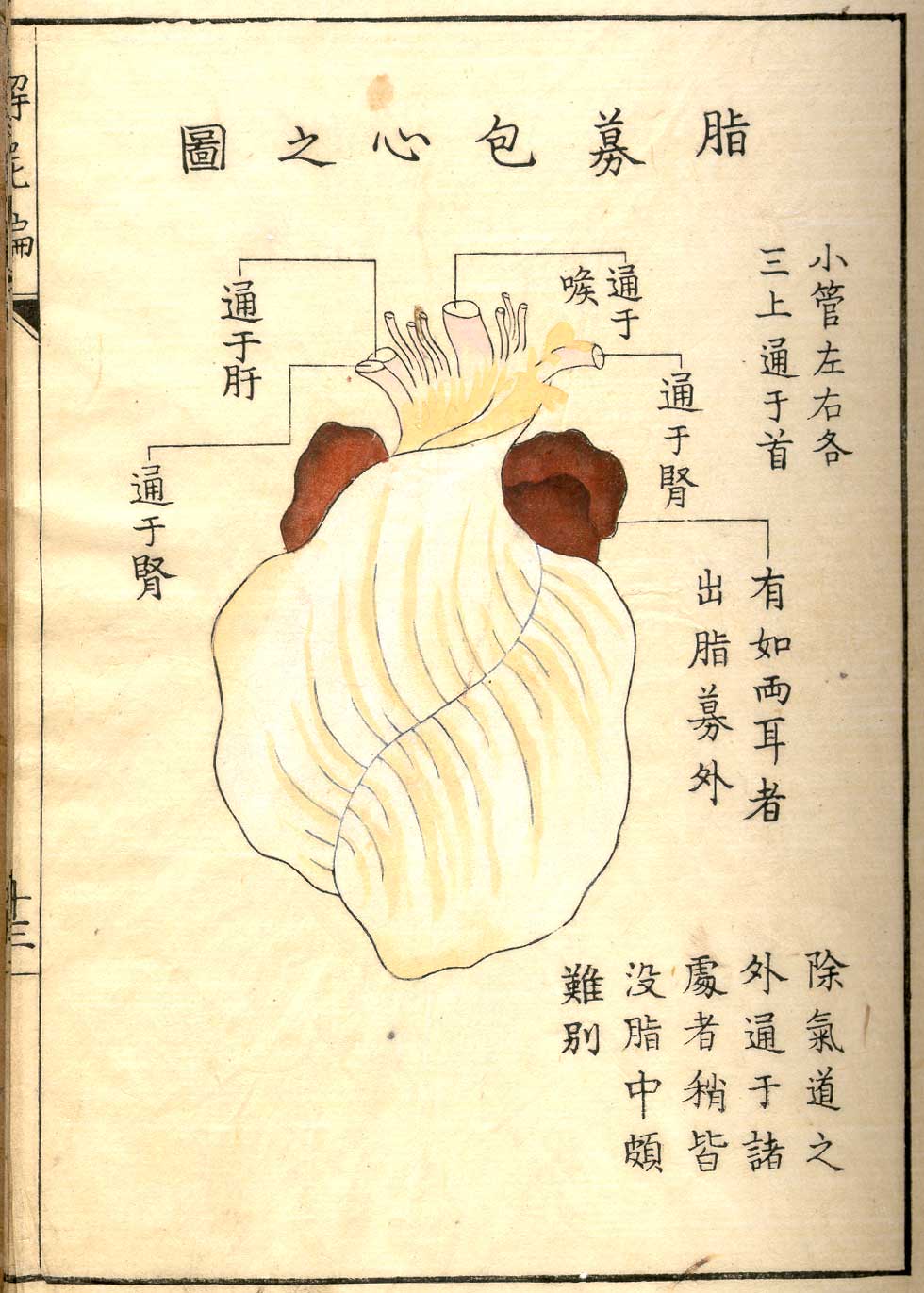 Hand colored woodcut of the heart in the pericardium with Japanese text above and below describing some of the structures, from Shinnin Kawaguchi's Kaishi hen, NLM Call no.: WZ 260 K21k 1772.