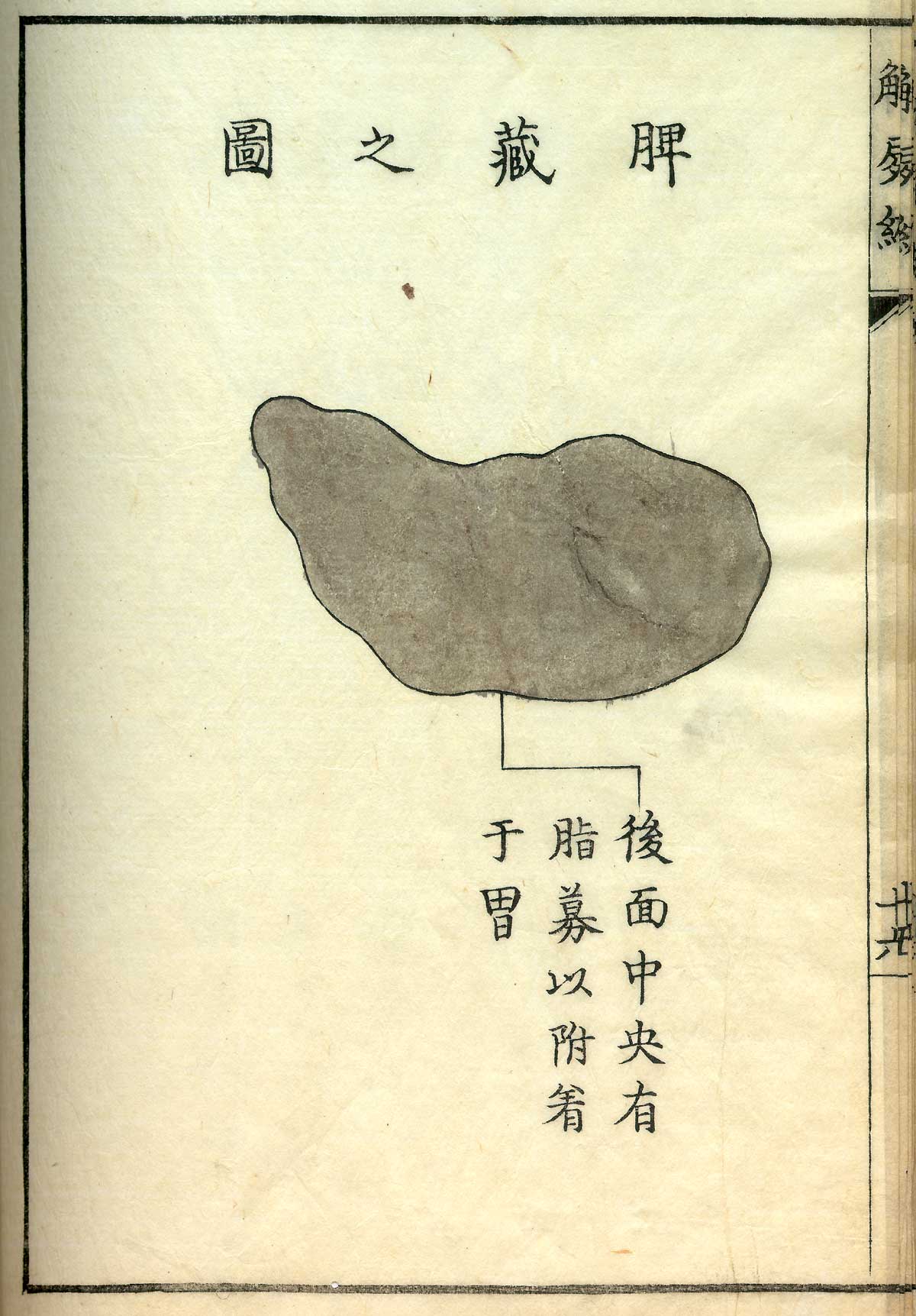 Hand colored woodcut of the spleen with Japanese text above and below describing some of the structures, from Shinnin Kawaguchi's Kaishi hen, NLM Call no.: WZ 260 K21k 1772.
