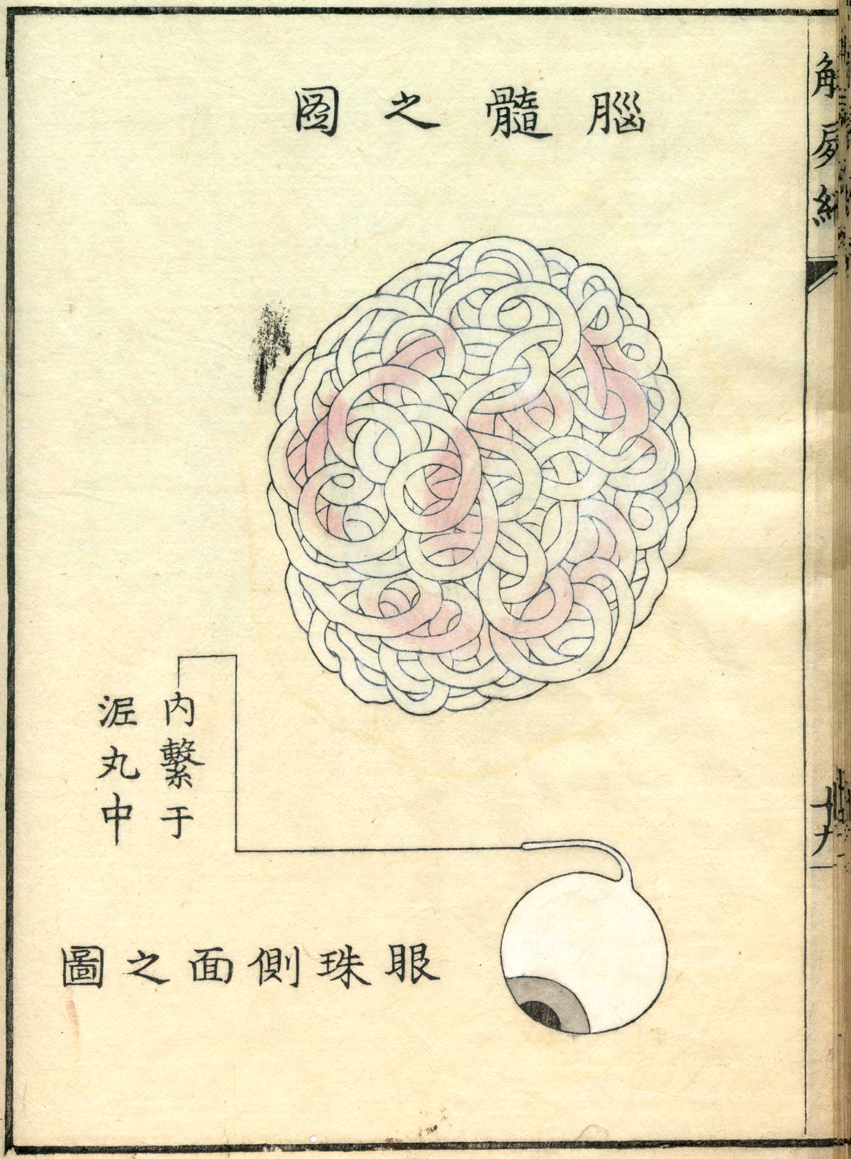 Hand colored woodcut of the brain (on top) and an eyeball and optic nerve (below), with Japanese text above and below describing some of the structures, from Shinnin Kawaguchi's Kaishi hen, NLM Call no.: WZ 260 K21k 1772.