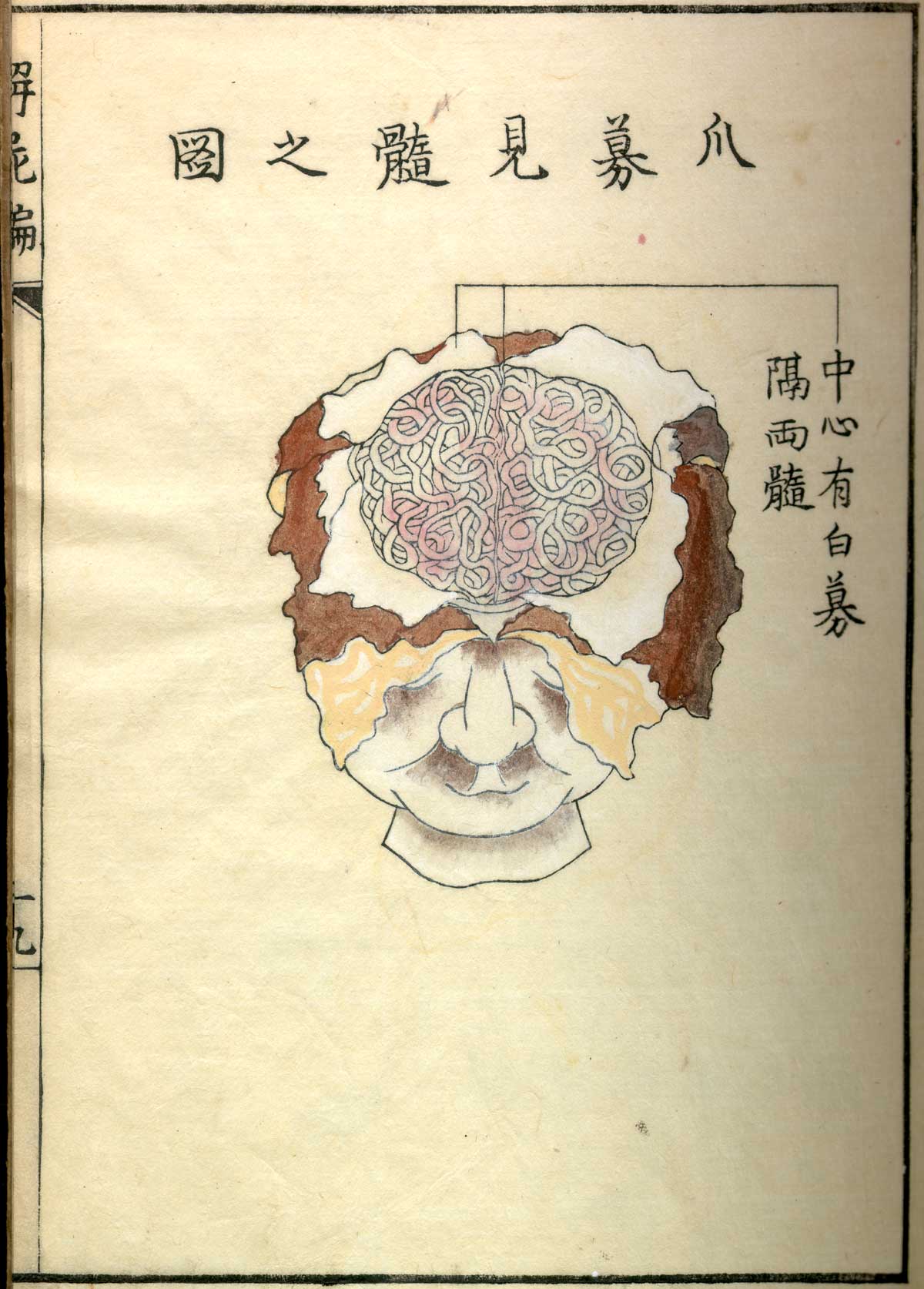 Hand colored woodcut of the head facing forward with the scalp peeled away and part of the skull and dura mater removed to reveal the brain, with Japanese text above and below describing some of the structures, from Shinnin Kawaguchi's Kaishi hen, NLM Call no.: WZ 260 K21k 1772.