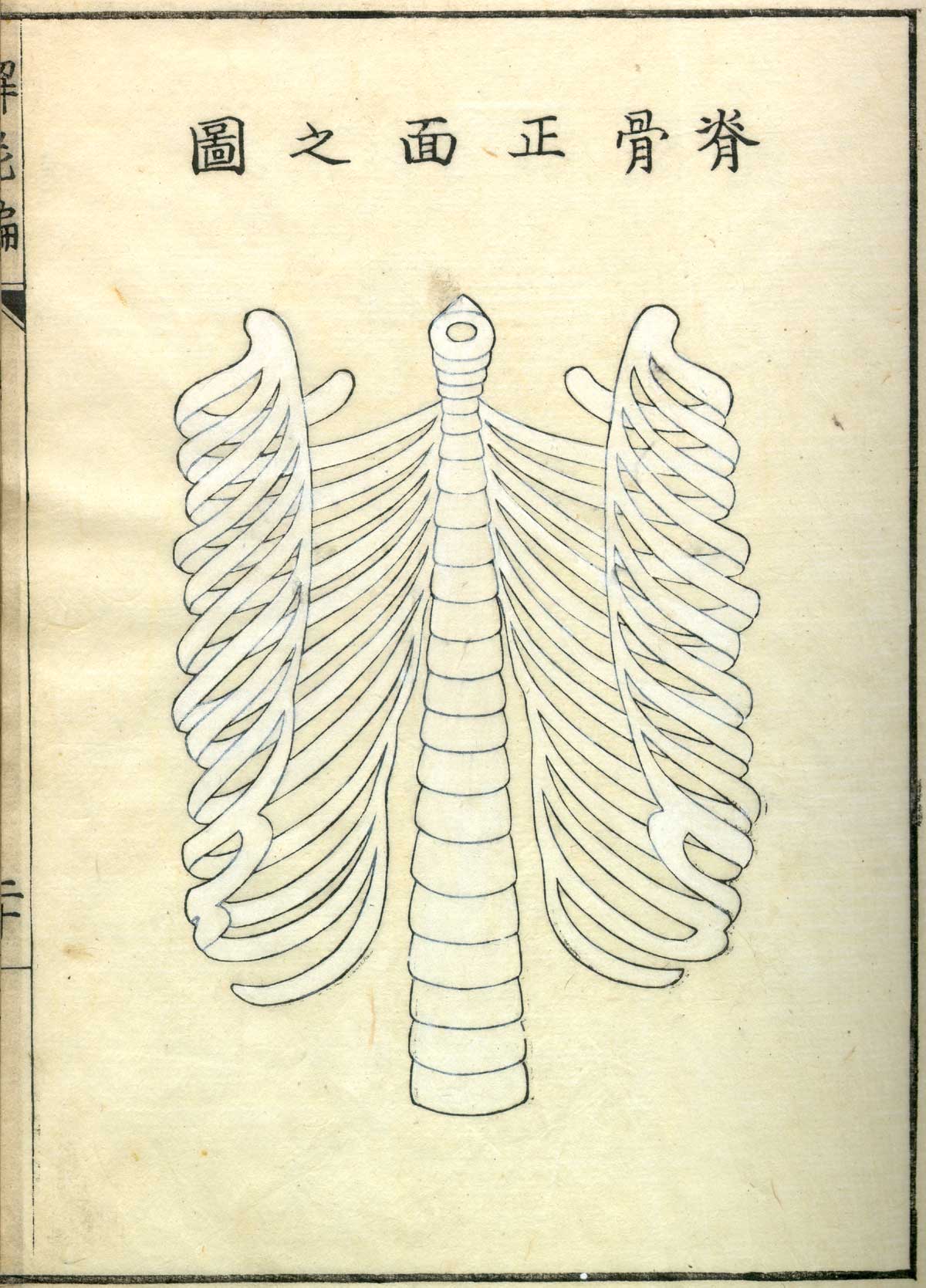 Rib cage, from Shinnin Kawaguchi's Kaishi hen, NLM Call no.: WZ 260 K21k 1772.