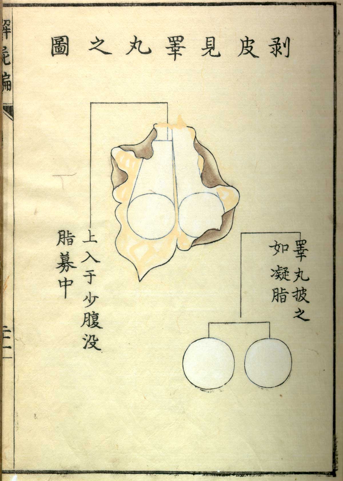 Hand colored woodcut of the ovaries, with Japanese text above and below describing some of the structures, from Shinnin Kawaguchi's Kaishi hen, NLM Call no.: WZ 260 K21k 1772.