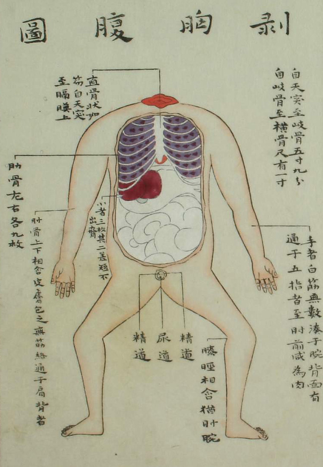 Edo-period medical illustration -- 