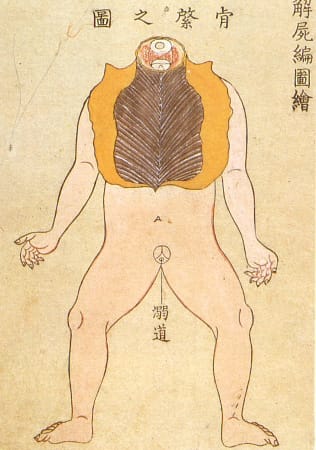 Edo-period medical illustration -- 