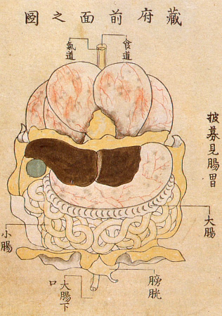 Edo-period medical illustration -- 