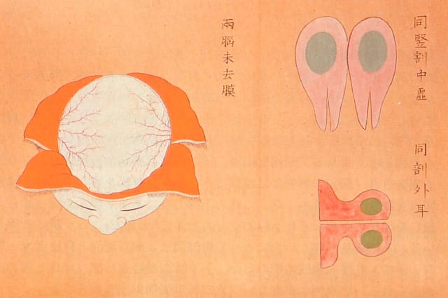 Edo-period medical illustration -- 