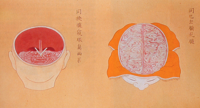 Edo-period medical illustration -- 