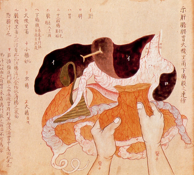 Edo-period medical illustration -- 