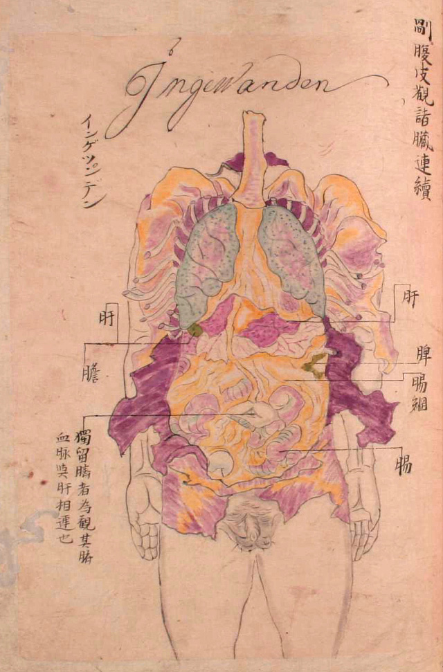 Edo-period medical illustration -- 