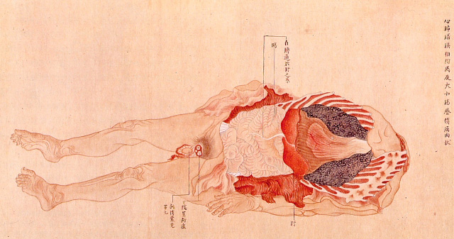 Edo-period medical illustration -- 