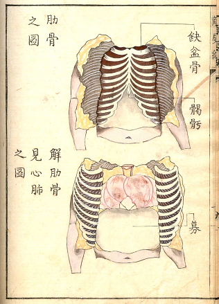 Edo-period medical illustration -- 