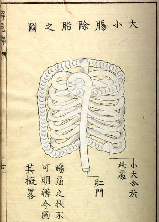 Edo-period medical illustration -- 